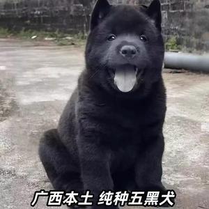 中华唐狗8头像