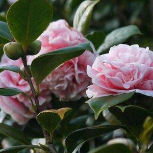 野山茶新诗头像