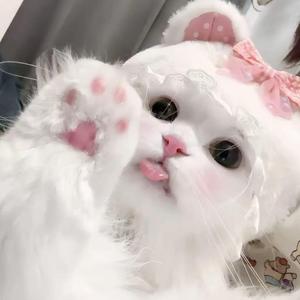 小太白头像