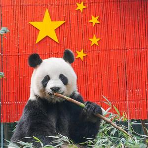 熊猫搬运工头像