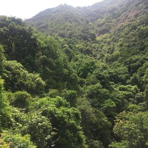 上进布里顿5J2头像