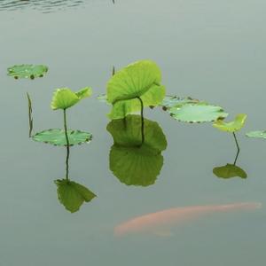 江湖夜雨不熄灯头像