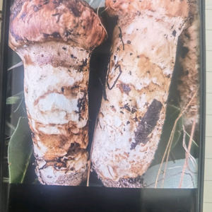 山肴林珍头像