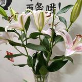 清风h321头像