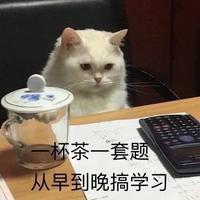 哥的猫宁ing头像