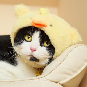 猫二哈是福满多呀头像