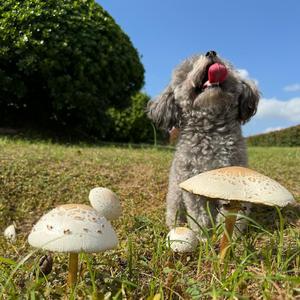 特能拉的日常生活头像