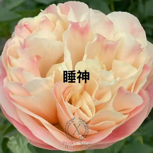 我是超级达哥小店老板头像