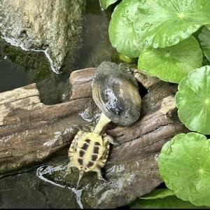 没壳的乌龟头像