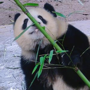 juswanna蓝鱼头像