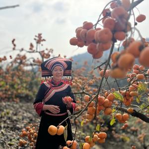 天涯头像