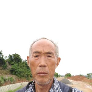 枯树老鸦头像