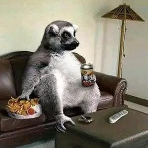 潇洒狐猴头像