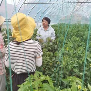 灵芝草008头像