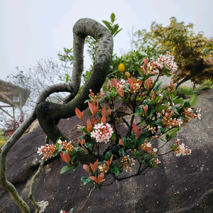 贤居园庭院景观茶空间头像