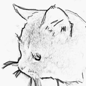 AA俱乐部修猫不叫小猫头像