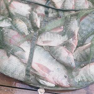 罗非钓鱼头像