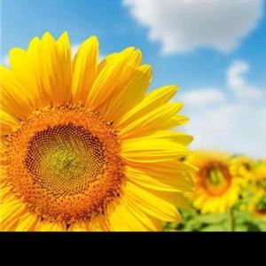 优雅精灵tr 头像