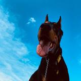 半夜挖红参头像