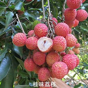 广西桂味头像