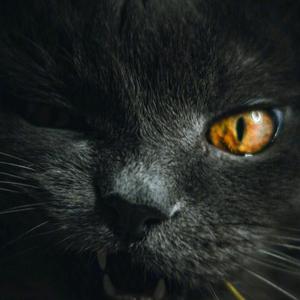 黑猫看食世界头像