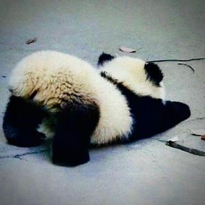 疼逊卫视官方卧底头像