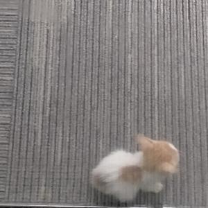 灵巧柑桔w9vhZ9