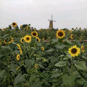 24番花信头像