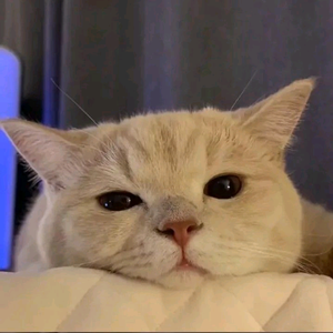 xc头像