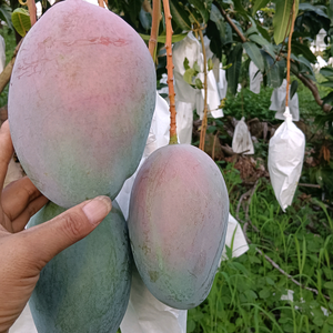 今彩种植园头像