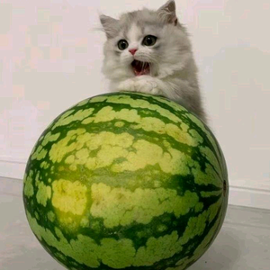 子夜歌头像