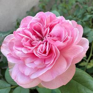 花妈妈说宝宝头像