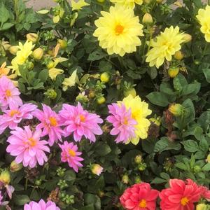 木兰英6U1o 头像