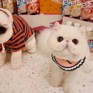 Tina最爱吃头像