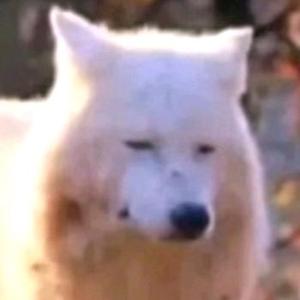 道德与法治5头像