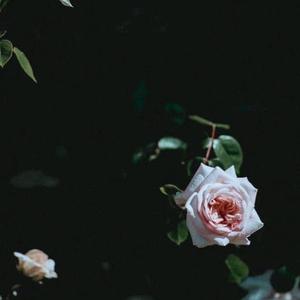 梦幻人生24510321头像