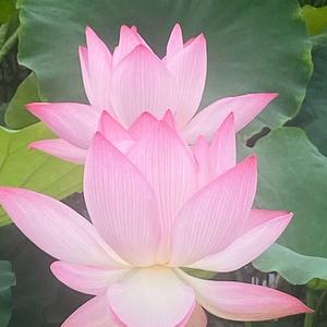 荷花头像