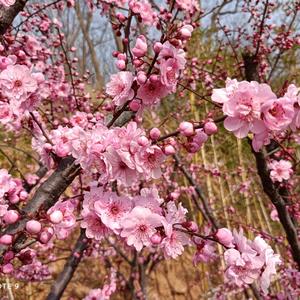 梅花飘香音乐流淌头像