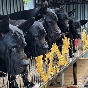 华夏巨型豹系黑狼犬养殖基地头像