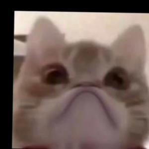 火枪手吉尔逸头像