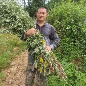 大别山艾叶艾条头像
