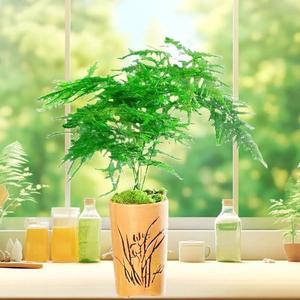 森森头像