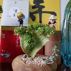 无忧的繁星头像