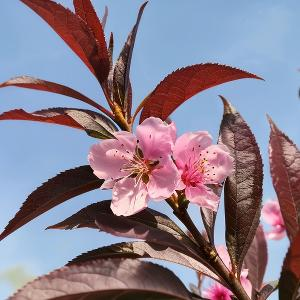 春风里的逐梦人头像
