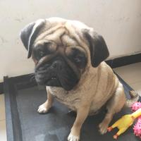 雷雷不怕困难头像