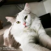 喵猫喵猫喵喵喵喵头像