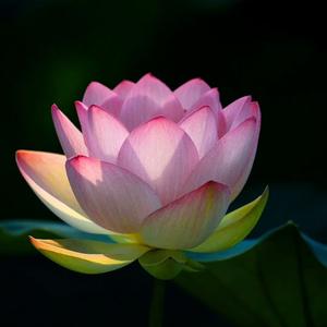 丁丁的光影视界头像