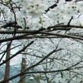 雪姐聊历史头像