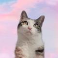 猫酱食堂头像