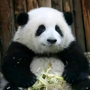 爱熊猫的优优头像